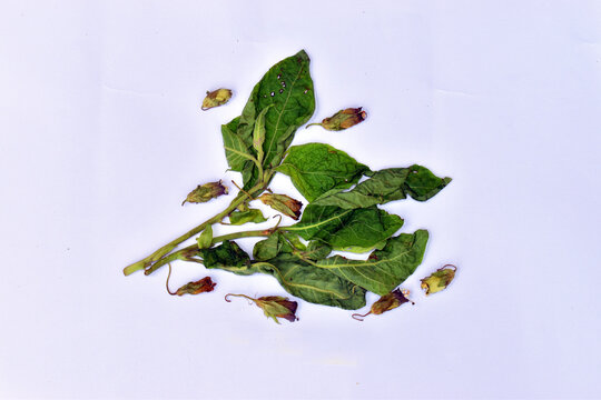 Dried leaves and flowers of belladonna (Atropa belladonna)