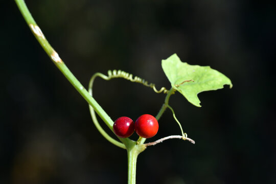 Detail of the leaf, mature fruits and a tendril of the red bryony (Bryonia dioica)