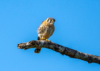 American Kestrel out on a limb over Clear Creek in Pearland, Texas