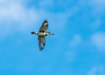 Belted Kingfisher in flight over the Shadow Creek Ranch Nature Trail in Pearland, Texas