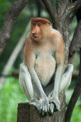 a reddish-brown skin color long nose monkey/proboscis monkey. 