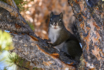 A Pine Squirrel Observing from a Tree © Kerry Hargrove