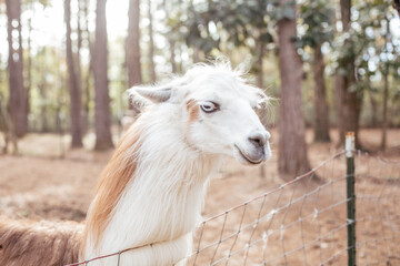 A Llama at a rescue farm in Florida waiting for their treats. © Cowen