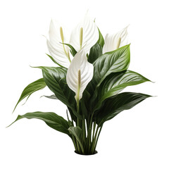Obraz premium Peace Lily flower isolated on transparent background