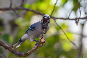 A Very Outspoken Bluejay Speaking its Mind