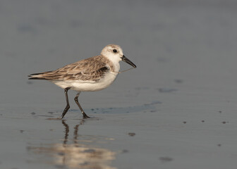 A Sanderling Foraging for Food at the Beach