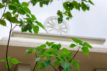 A picture of a lush green Buddhist boo tree with a dharma chakra in the background.