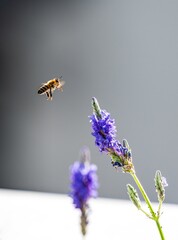 bee on a flower