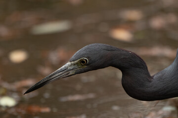 Little Blue Heron Close up