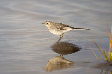 Juvenile White wagtail on a rock in the water