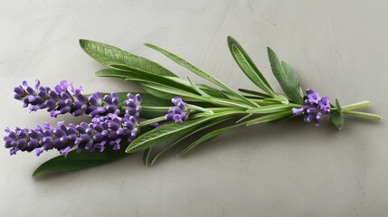Obraz premium Lavender Sprig with Leaves, a Symbol of Serenity