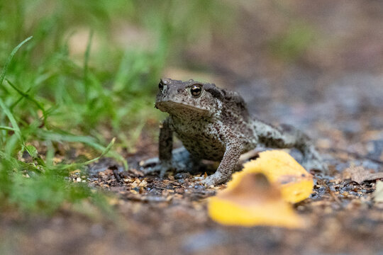 Common toad on the ground