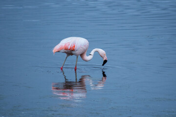 flamingo eating