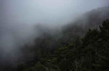 fog in the mountains