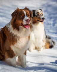 two dogs Australian Shepherd playing in snow