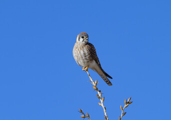 Female American Kestrel Perched on a Treetop