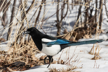 Black-billed Magpie and Iridescent Feathers