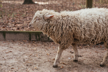 Obraz premium A large Sheep on a rescue farm in Florida
