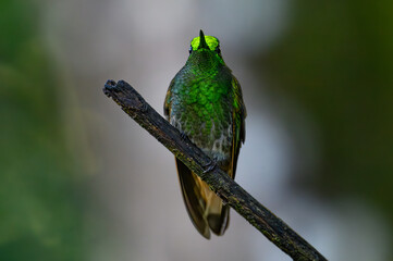 A Beautiful Buff-tailed Coronet Perched on a Branch