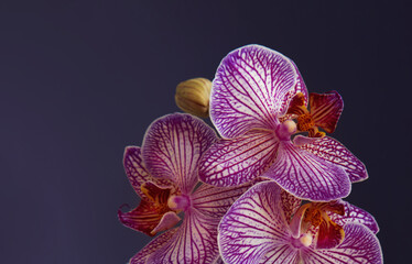 purple orchid in glass close up on purple background