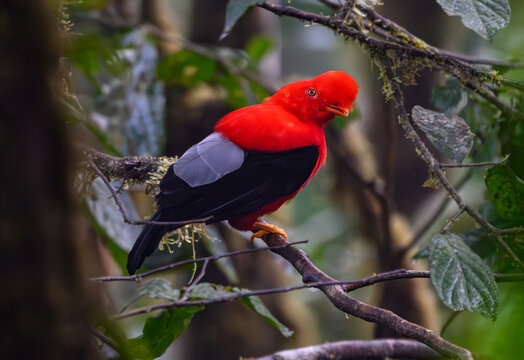 Andean Cock-of-the-Rock Perched on a Branch in Ecuador's Cloud Forest