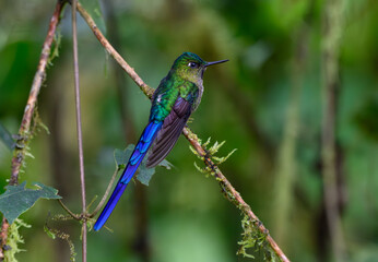 A Beautiful Violet-tailed Sylph in the Cloud Forest of Ecuador