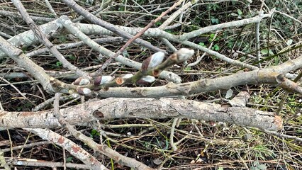 First buds in spring in England