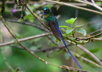 A Beautiful Violet-tailed Sylph in the Cloud Forest of Ecuador