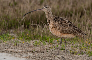 A Long-billed Curlew at the Beach