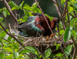Glossy Ibis Tending to Its Nest