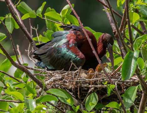 Glossy Ibis Tending to Its Nest