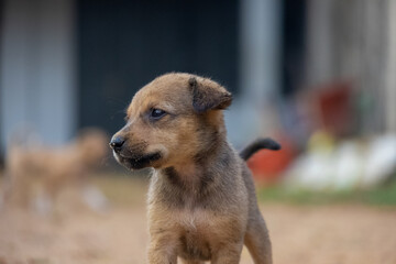 A homeless starving cute stray puppy wandering around a harsh landscape.