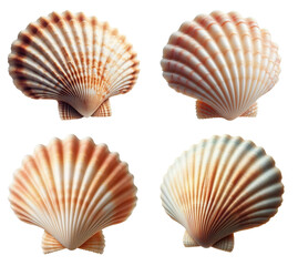 Scallop seashell collection, for use as decoration element, isolated