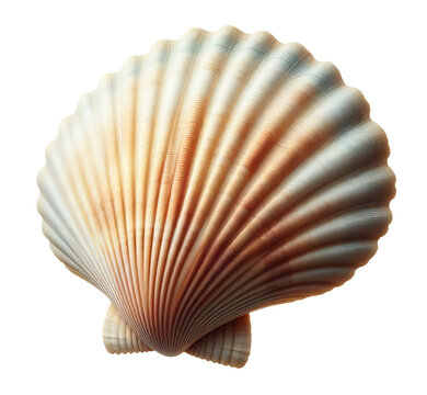 Scallop seashell for use as decoration element, isolated