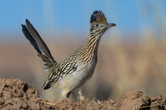 A Greater Roadrunner in Southern New Mexico