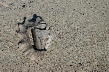 Remains of a big sea shell washed ashore on a sandy beach. Concept for legacy and destroyed eco systems. Space for your text.