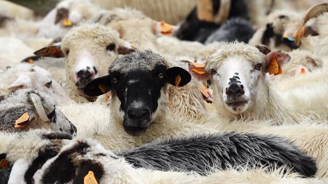 chewing sheep against the backdrop of a herd in a corral