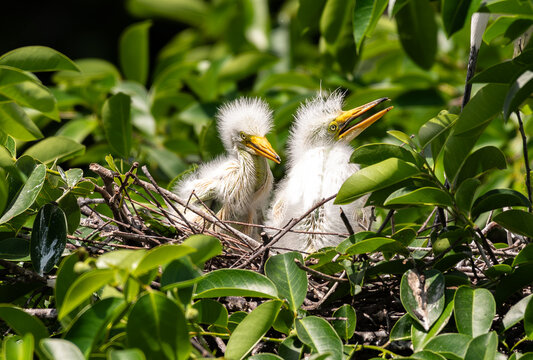 Great Egret Hatchlings in Nest