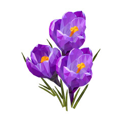 Colorful polygonal style design of blooming violet crocus flower. vector