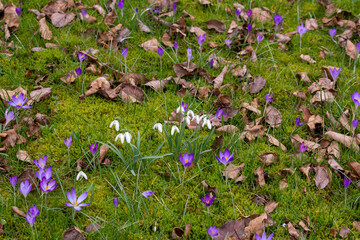 Krokus und Schneeglöckchen in einem deutschen Garten im Februar 2024