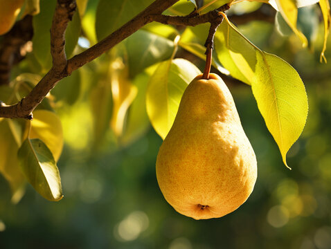 Closeup of pear hanging on pear tree - ai generative