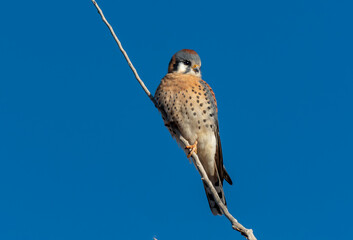 American Kestrel Perched High in Tree
