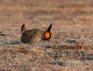 A Greater prairie-chicken at a Lek in Eastern Colorado