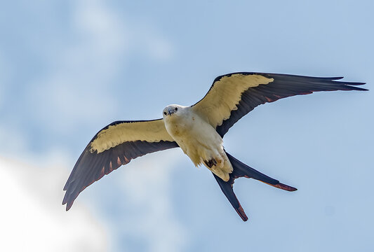 Swallow-tailed Kite in Flight