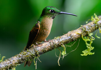 A  Fawn-breasted Brilliant Perched on a Branch in Ecuador