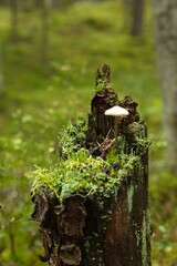 Mushroom on a tree stump in autumn forest.