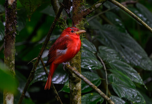 A Wet and Beautiful Summer Tanager in the Rain 