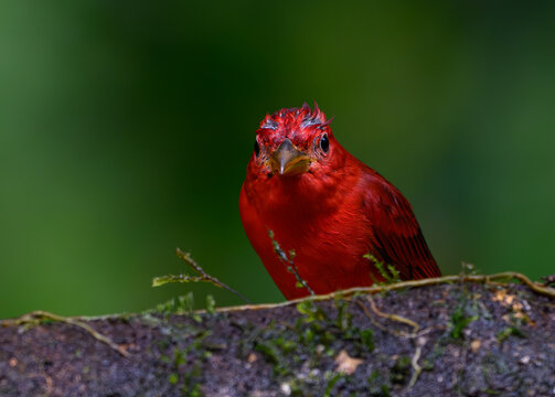 A Wet and Beautiful Summer Tanager in the Rain 