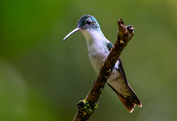 Andean Emerald Perched on a Small Tree Branch