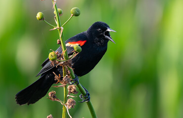 Red-winged Blackbird Perched in a Bush 